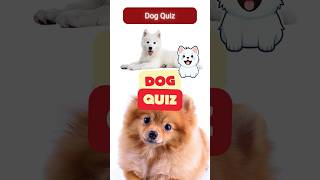 Dog Trivia Challenge 🐶 | How Well Do You Know Man’s Best Friend?