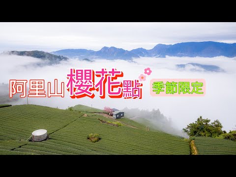 仙境般的櫻花雲海出現『巃仔尾步道』