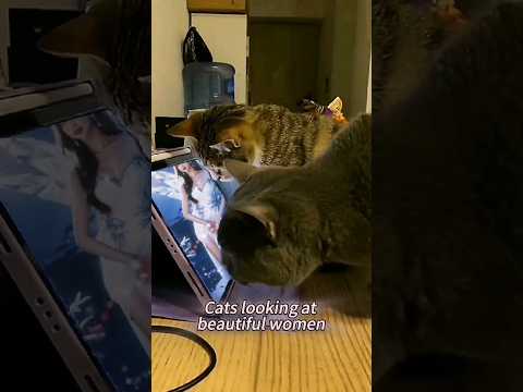 猫咪迷惑行为|猫咪搞笑视频|猫咪看美女#shortvideo#cat#cute #funny #funnycat #funnyvideos #animals #catvideos #cutecat