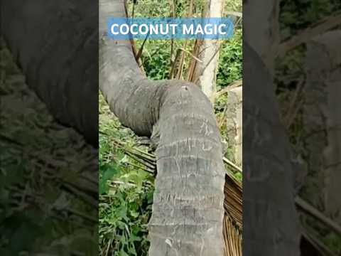 Coconut Magic | No-one Could Explain #kotacoaching #nvsir  #nvsirmotion #motionkota #prasir