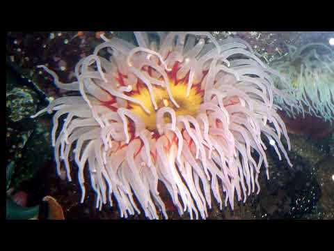 Facts: The Fish-Eating Anemone