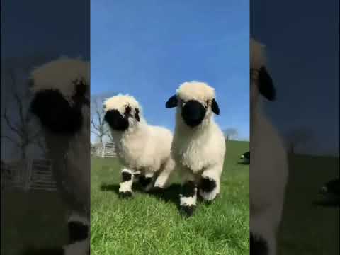 "Exploring the Beautiful Breeds of Sheep"