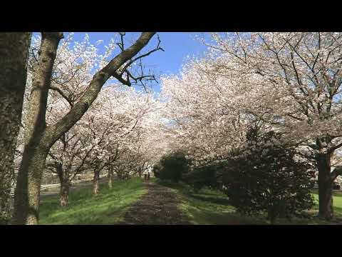 広見公園桜