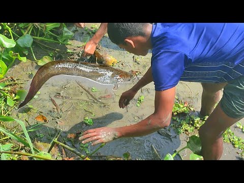 Catfish Catching | Fishing video | Amazing Boys Hunting catfish #fish #catfish #fishing