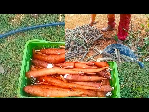 Fizemos a colheita dos últimos pés de Macaxeira desse ano