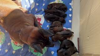 InsearchoftheThaiRidgeback@OMKO-THAI-RIDGEBACK-4K: FREDA'S PUPS ARRIVED 4 MALES - 4 FEMALES -WOW