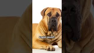 Meet the Giants:World's Largest Dog Breed 2024 #amazing #amazingfacts #amazingpets #animalfacts