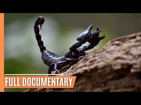 Wildlife Encounters on Borneo's Longest River | Full Documentary