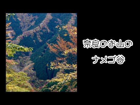 奈良の山奥　ナメゴ谷は素晴らし過ぎた💕　(ナメゴ谷ハイライト) 2024年11月10日　Autumn leaves Namegodani in Nara