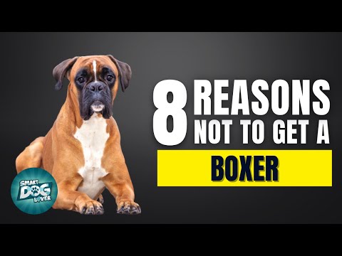 8 Reasons Why You SHOULD NOT Get a Boxer