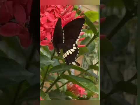 #butterfly 🦋