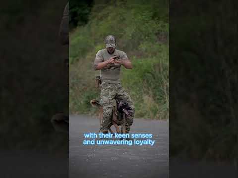 Meet The Brave Military Dogs Special Forces #dog