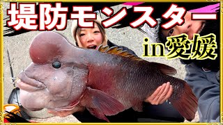 第288話【巨大コブダイ】釣り人の足元に潜むモンスターコブダイを捕獲!の巻