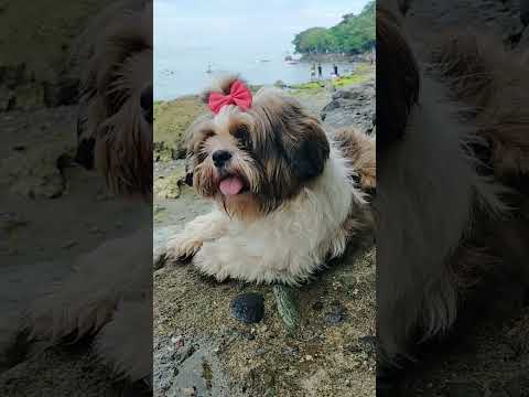 Sunday feels #beachlife #youtubeshorts #shortsvideo #doglover #shitzu #dogsbestfriend #shorts