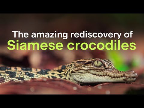 Conserving Siamese crocodiles in Cambodia