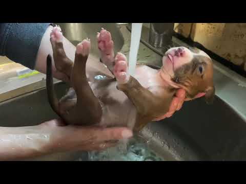 Puppy bath video compilation! Which one is your fav?