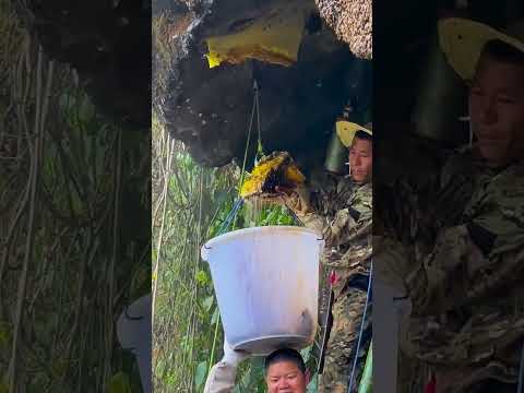 Huge beehive, amazing honey, wild bees in the green mountains #wildhoneybees #vlong #beewhisperer