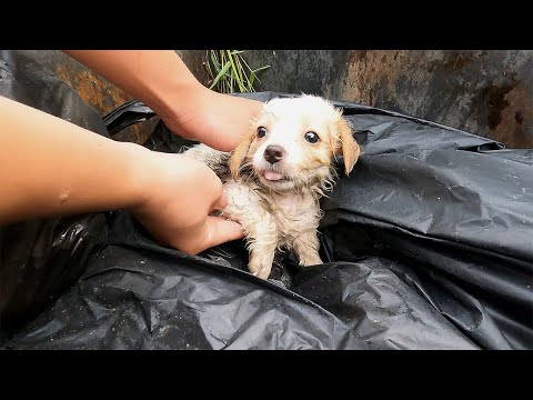 Helpless Dog Found Motionless in a Trash Can, His Eyes Pleading for a Second Chance