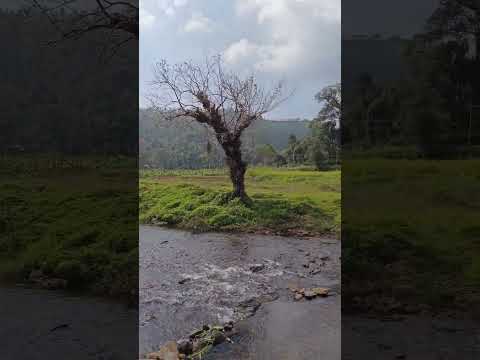 വയനാട് ജില്ലയിലെ കൈതക്കൊല്ലി ഗ്രാമത്തിൽ നിന്നൊരു കാഴ്ച