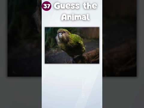 Guess 50 Animals in Just 3 Seconds – Can You Do It?|The Quiz Show