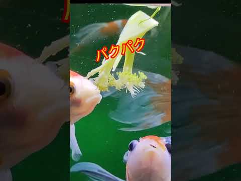 [金魚]　野菜をあげてみた❣　その結果は…　分かったかなぁ〜？#goidfish