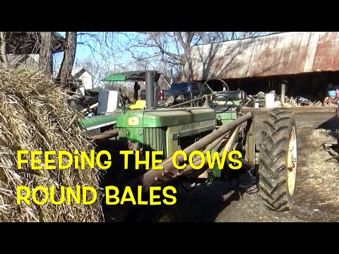 Feeding cattle round bales with antique 520 John Deere Tractor