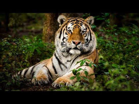 Why Tigers Can’t Be Pets