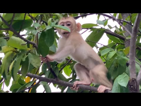 Cute Baby Boy To Play Up On Tree Look Is Very Happy