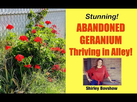 GERANIUM PLANT: Abandoned Zonal Geranium THRIVES in Alley with No Care! (#shorts) Shirley Bovshow