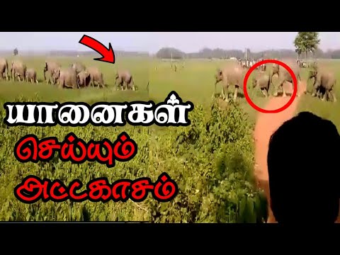 யானைகள் செய்யும் வேலை பாருங்கள்...