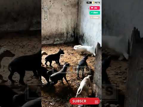 Aggressive Dog Puppies vs Rabbit #youtubeshorts #shorts #dog #puppy