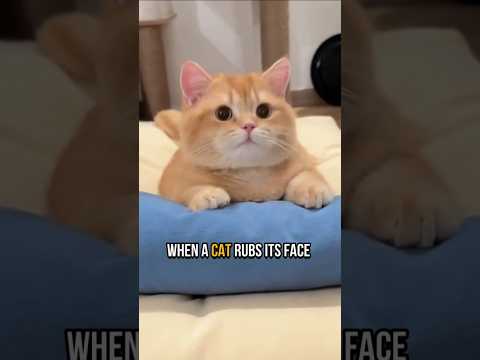 Why Do Cats Rub Their Heads on You? 😮