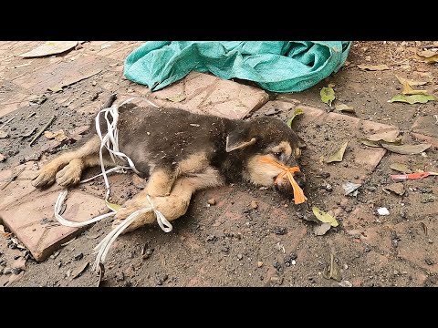 Sick, Abandoned Dog Left in a Landfill – Eyes Filled with Despair, Waiting for a Chance to Live