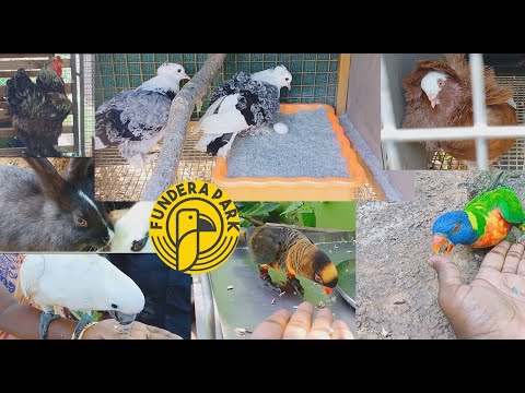 FUNDERA PARK Yelagiri | Birds Park Yelagiri | Best places to visit in yelagiri | kumar tamil Vlog