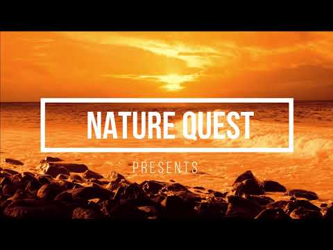 🔴 Relaxing Music Beach Ambient For Stress Relief Meditation Music Must Watch (Nature Quest)