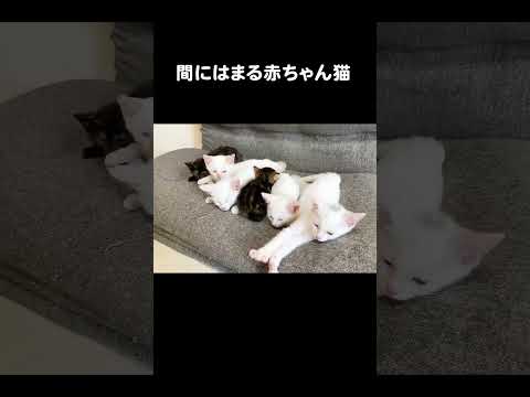 間にはまる赤ちゃん猫　#cat #保護猫 #kitten