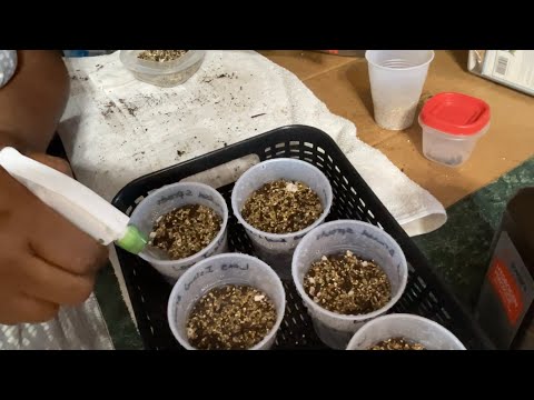 Indoor garden chores: sowing seeds for spring