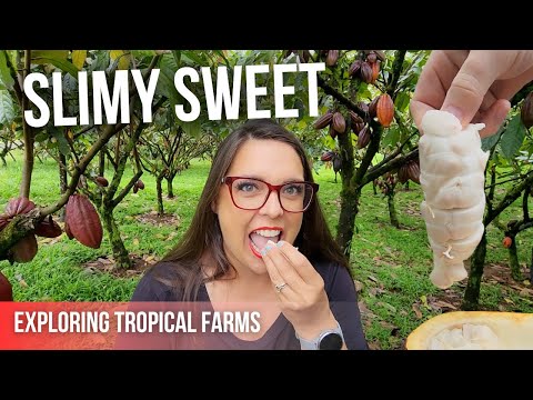 Big Island Tropical Farms Tour | Trying Cocao, Coffee, & Nuts