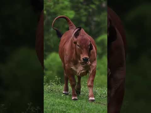 The Brahman Red Cow  #junglelife #wildlife #junglewildlife