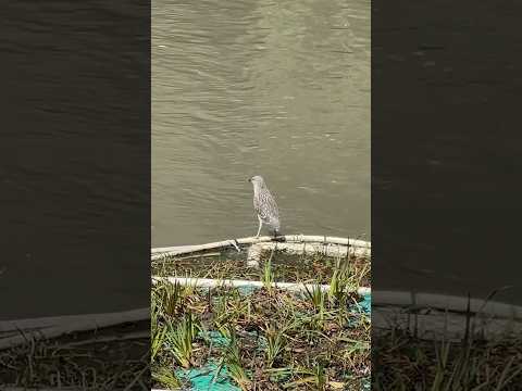 해오라기 Black-crowned Night Heron 夜鹭