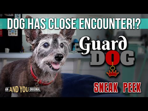 TEASER TRAILER: "Dog Has Close Encounter!?" Guard Dog (Original Short)