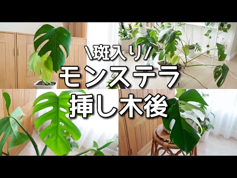 【斑入りモンステラ】挿し木から半年経過【成長報告】