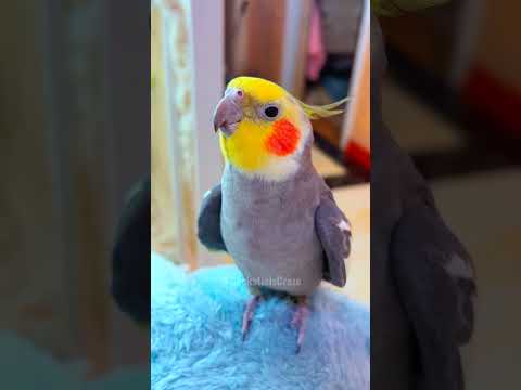 Adorable Cockatiel Jojo's Cute Singing Moments #cockatielscraze #birdsinging #cutepets