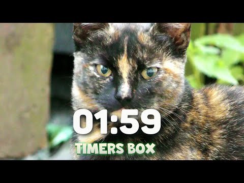 🐱 Cute Little Kittens 2-Minute Timer ⏲️ Fun & Focus for Kids & Teachers 🧑‍🏫