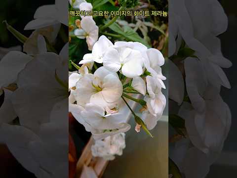 화이트제라늄-순수함,평화꽃말#힐 링#행복#슈키의공방