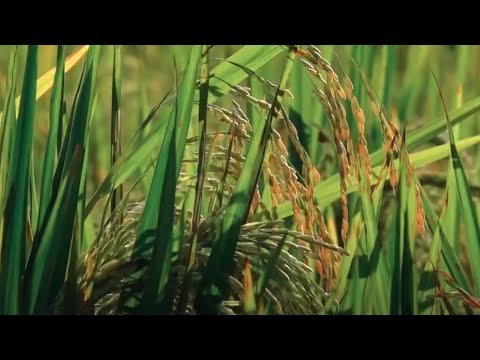 Case & New Holland Agriculture Corporate Film