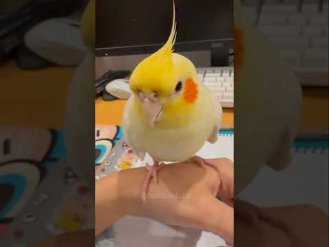 Jerry attending singing class 🥰🎶🦜 #cockatielscraze #birdscharm