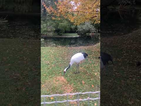 NatureInFocus#BirdsInNature#ExoticWildlife#RedCrownedCrane#GrusJaponensis