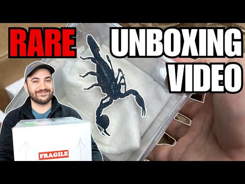 Unboxing GIANT Scorpions + Feeding and Setup! Emperor Scorpions (Pandinus imperator)