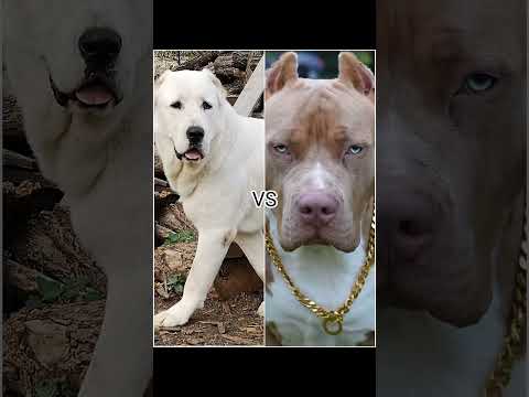 #doberman vs pitbull vs alabai#shortvideo #viral